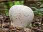 Pikkelyes pöfeteg (Lycoperdon utriforme), Budai-hegység
